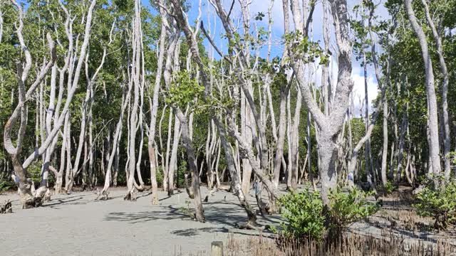 Amazing view, unique tree and nice sand bar