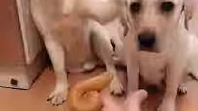 Funny pets and dogs amezing video nice funny