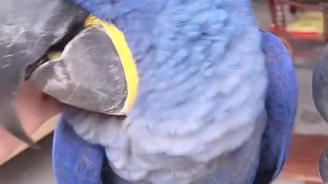 Parrot Talking