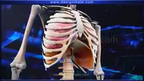 Respiratory System in the Human Body