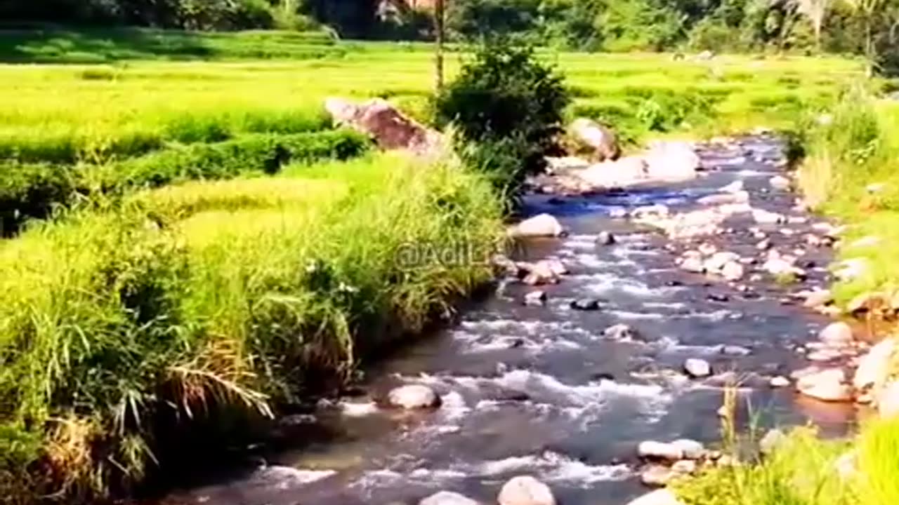 small river on the edge of the rice fields