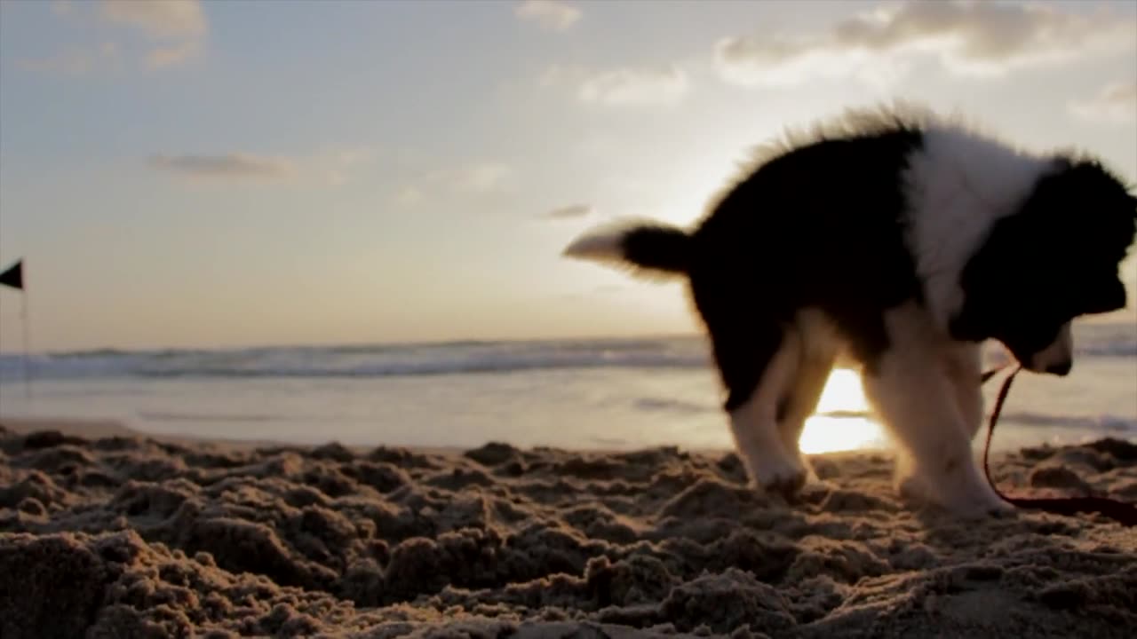 Dog beach Masti