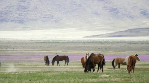 Slow Motion Of Strong Wild Horses Running In The West Desert In Utah