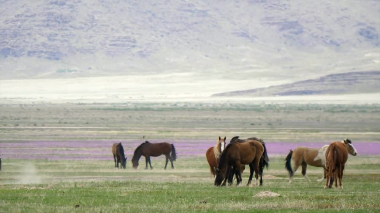 Slow Motion Of Strong Wild Horses Running In The West Desert In Utah
