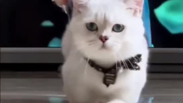 funniest cats and dogs🐕🐩🦮🐈🐈‍⬛animal videos 2022🐱🐱