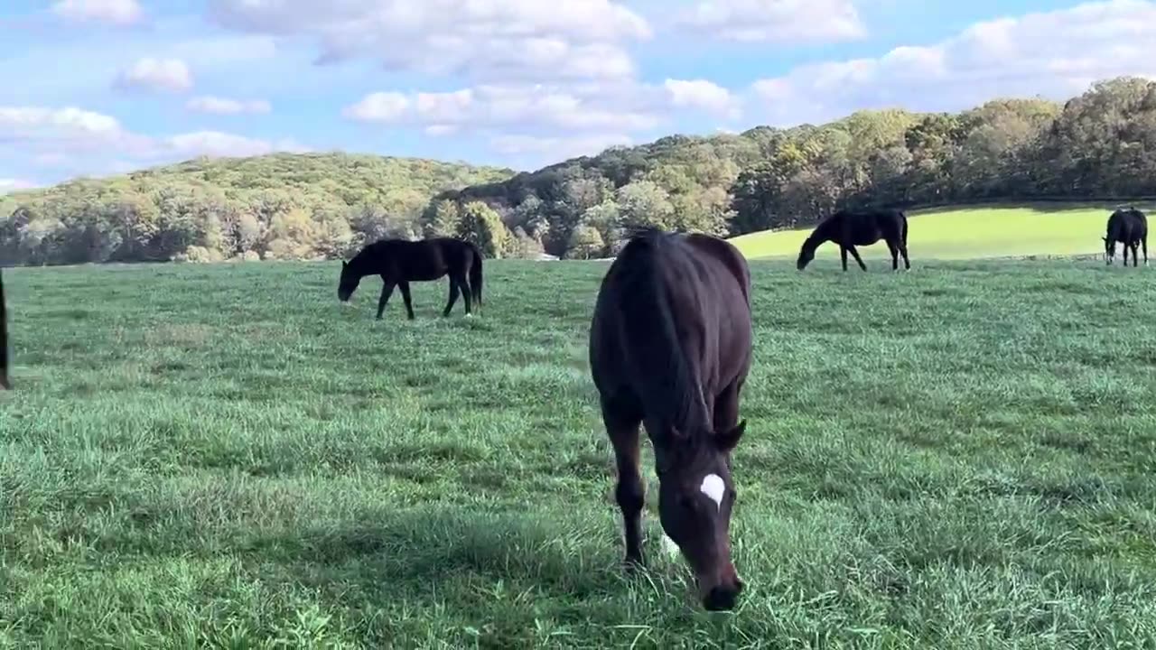 A Horse Carrying Birds