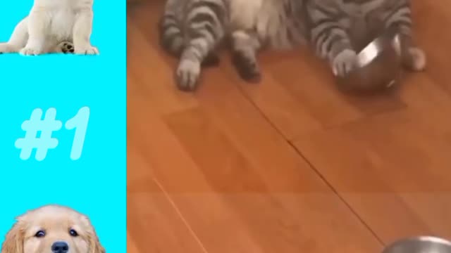 Funny Cats and Dogs Short Video 1