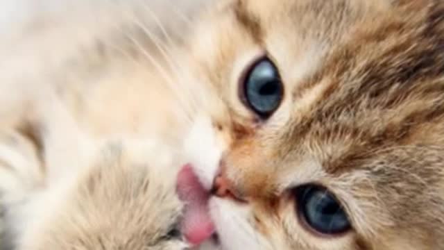 The most beautiful cats in the worlds