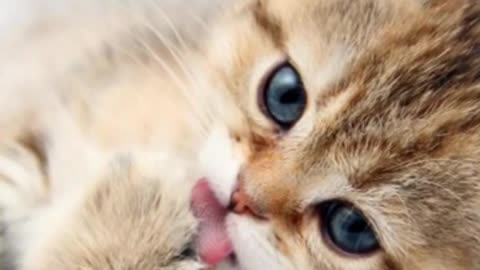 The most beautiful cats in the worlds