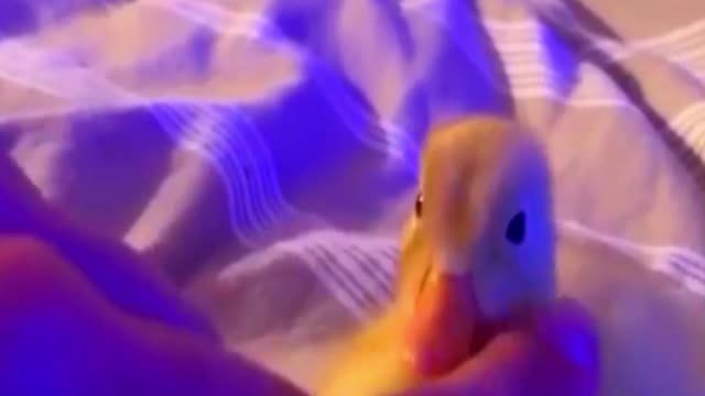 Baby Duck cute