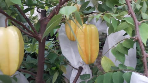 Pick Up Fresh Star Fruit From Tree