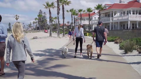 People With Pet Dogs Walking By The Bay Walk