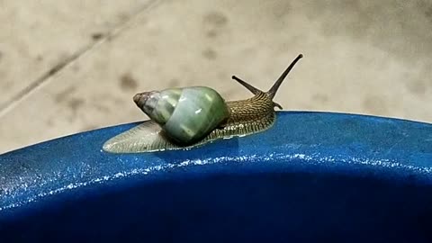 Yellow and green snail part 1