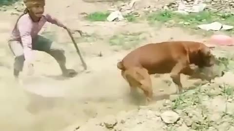 Funny dogs