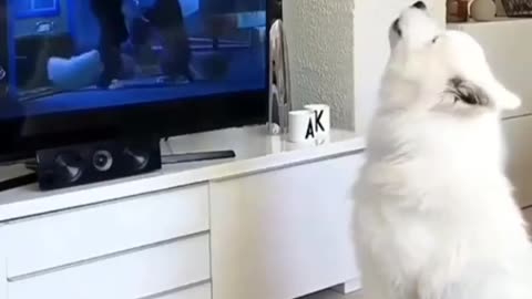 Dog Barking Nicely