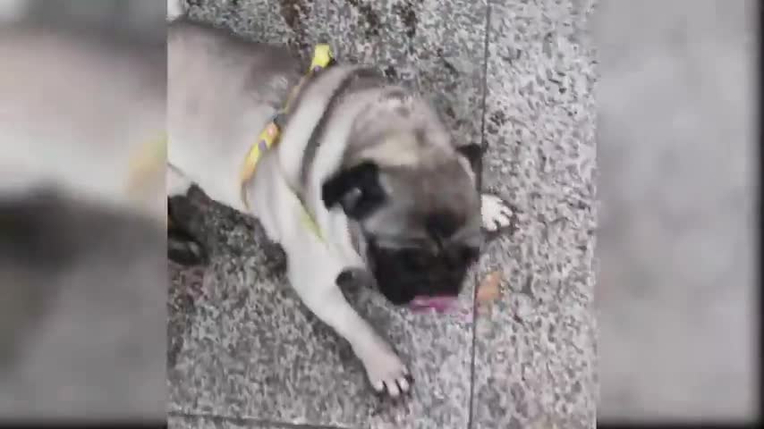 cute dogs