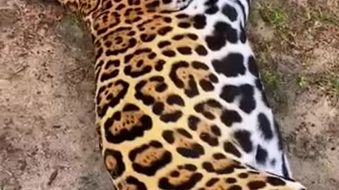 Jaguar Belly and Teo Beans ! SO CUTE