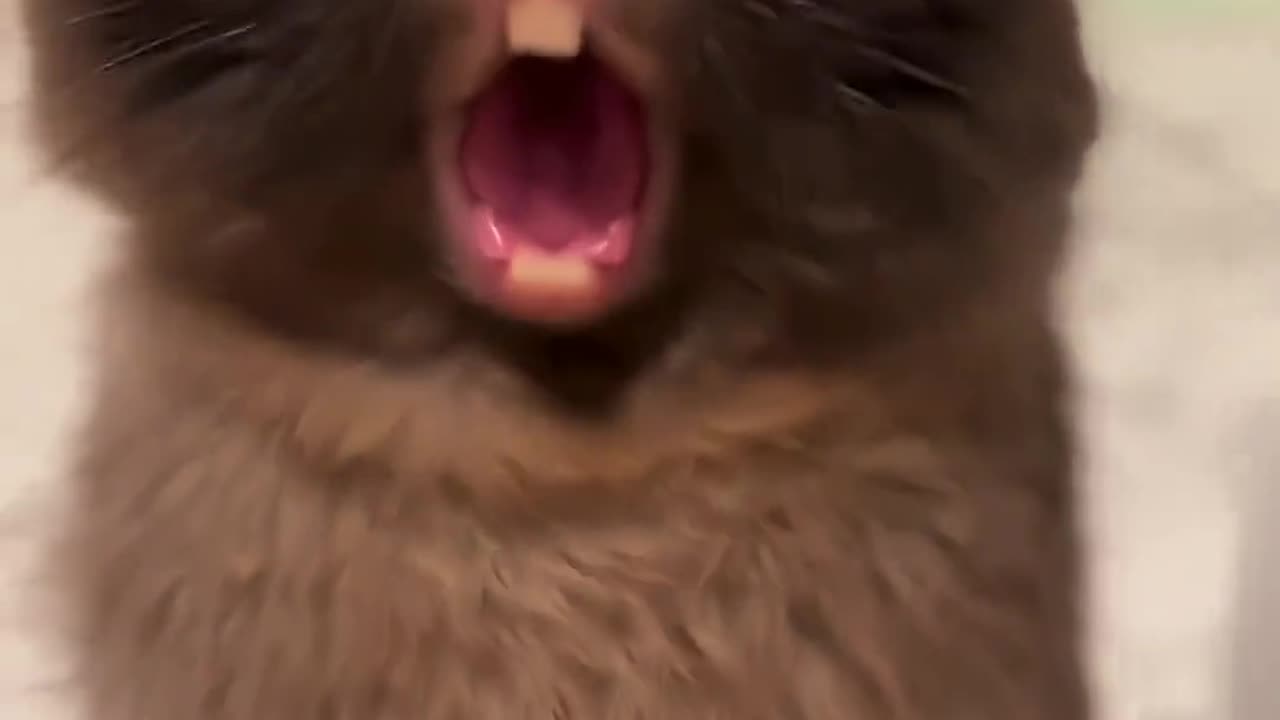 Funny video