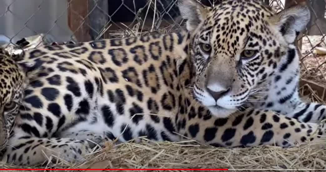 Look at the difference in mood between brothers...