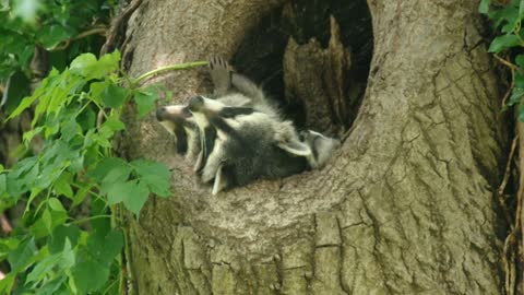 Cutest Video You'll See All Day "Three's A Crowd"