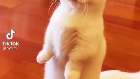 Funny cats _ Funny Cats _ Funniest videos with Cats _ funny videos tiktok 2021 #0043#