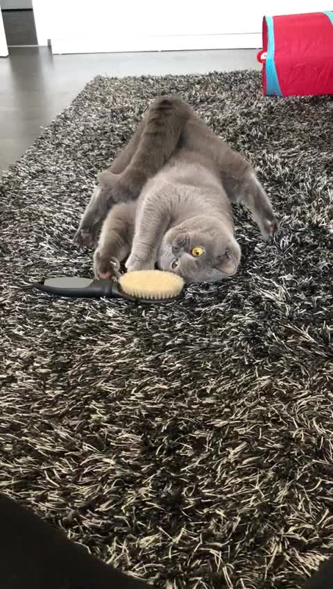 Funny and cute cat Nala