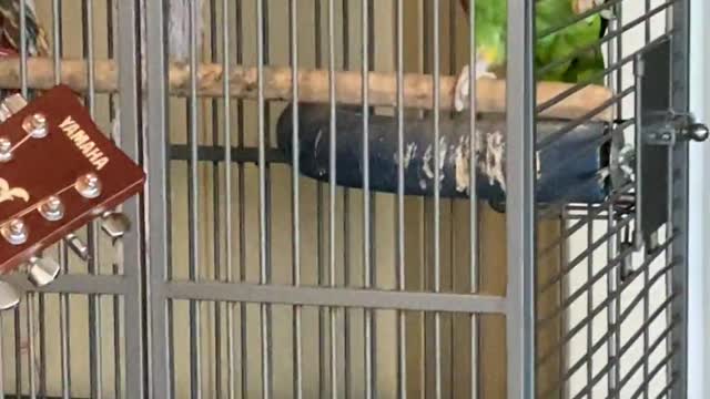 Tico the Parrot Sings Along with Dad