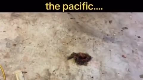 Is this what was used in Maui, Hawai? (DEW)