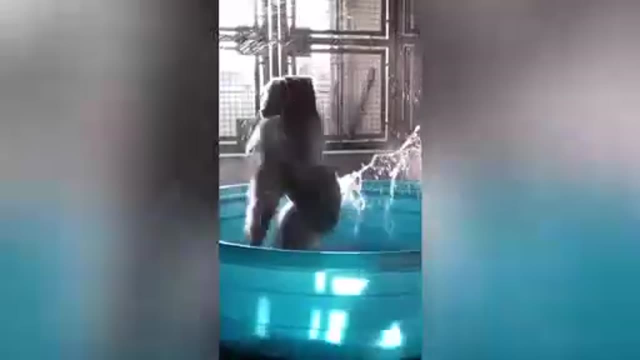 Gorilla dancing funny short video