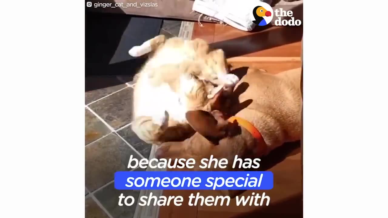 Hidden Camera Catches Cat Comforting Anxious Dog While Family's Away | The Dodo Odd Couples