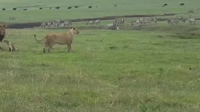 Dog vs lions in Kenya