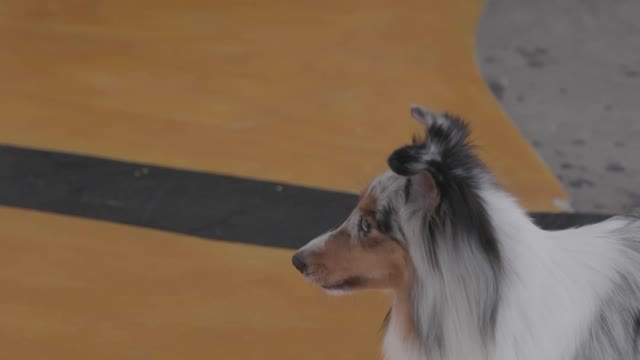 A Person Training the Dog