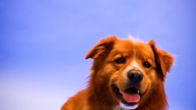 A Dog Lying on the Ground