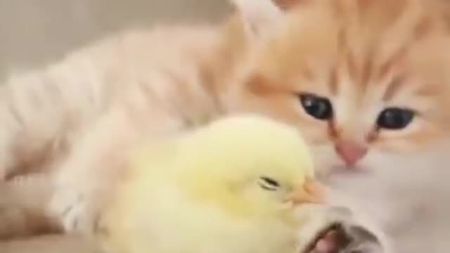 Kitten sleeps sweetly with the Chicken🐤🐥