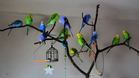 Birds Singing On The Tree