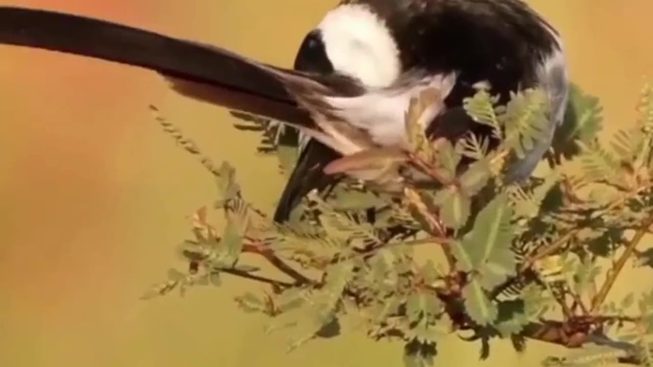 Beautiful Bird Flying in The Air #shorts #shortvideo #video #virals #videoviral