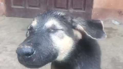 Nhữnng chú chó dễ thương