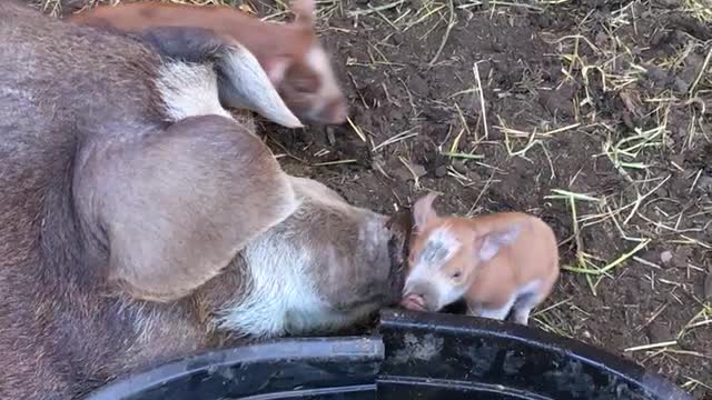 2 day old piglets