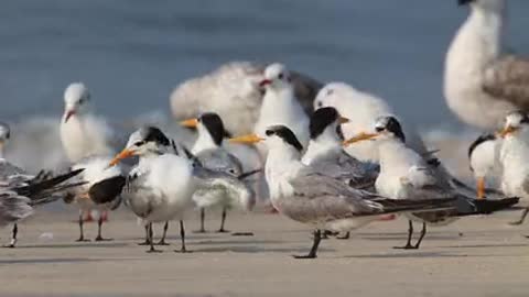 Kabootar Hi Kabootar | Video for Pigeon Birds Lovers | Lahore us mein