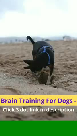 I am dog I am hard working dog