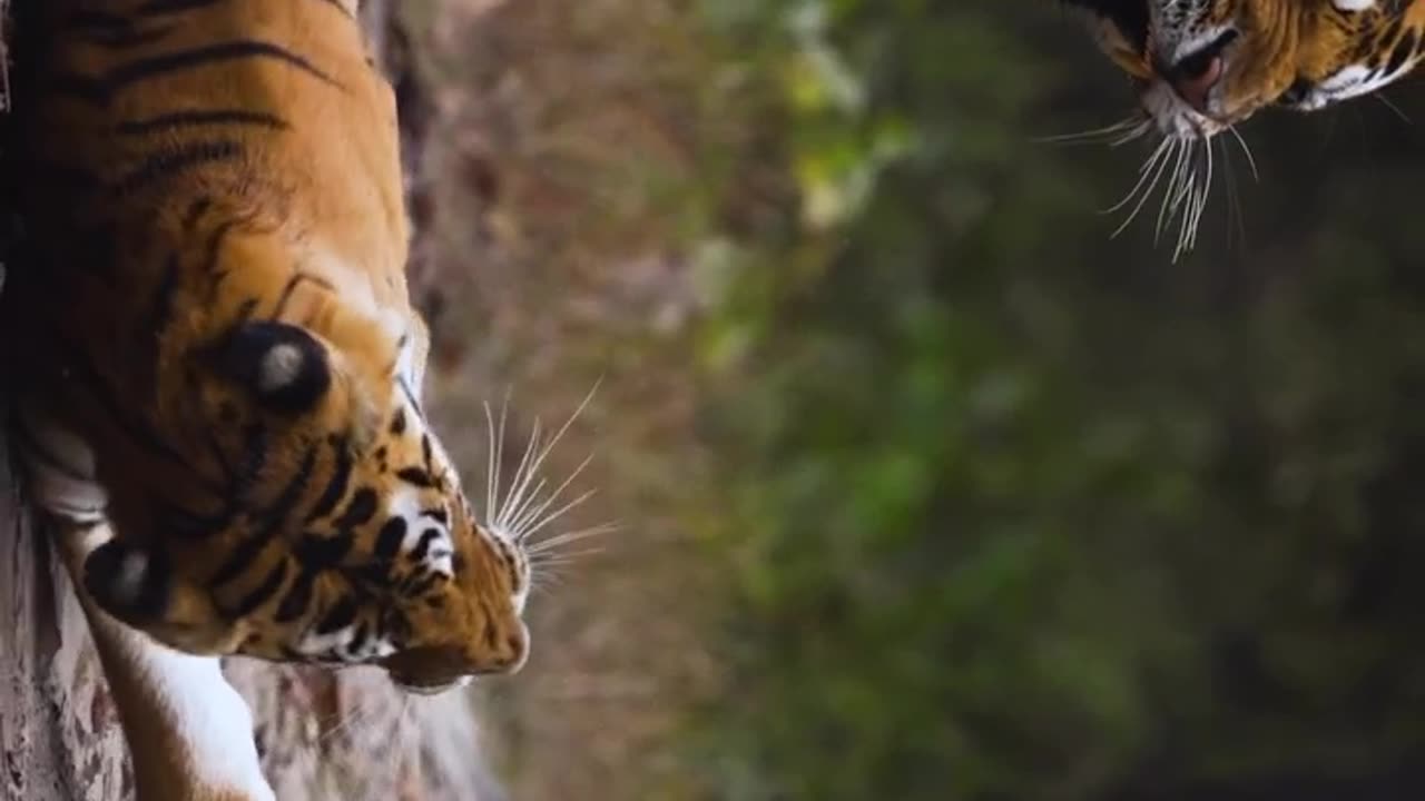 Wildlife