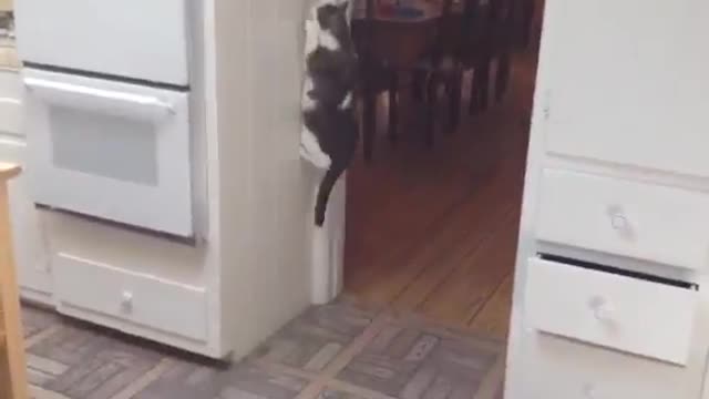 Cat Tries to Catch Light