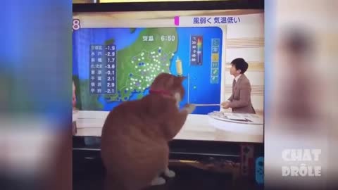 Funny Cat Videos HAHA