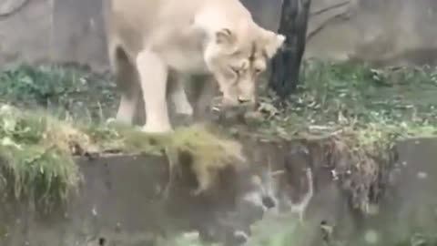 A lion pushes its child without knowing it is water