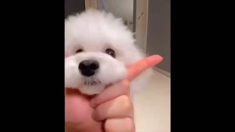 Cute puppy compilation