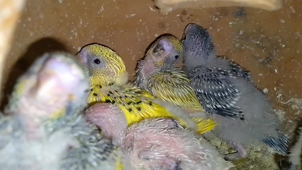 Viral birds video