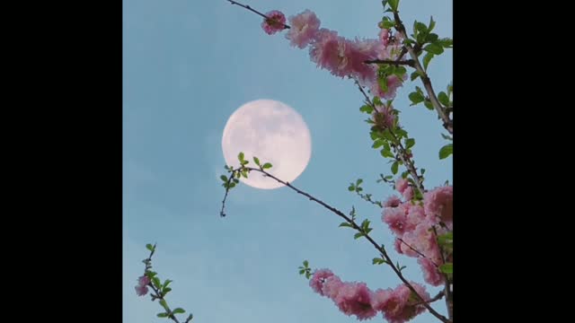 Nature video