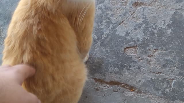 petting the cute stray kitten