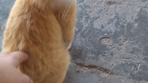 petting the cute stray kitten