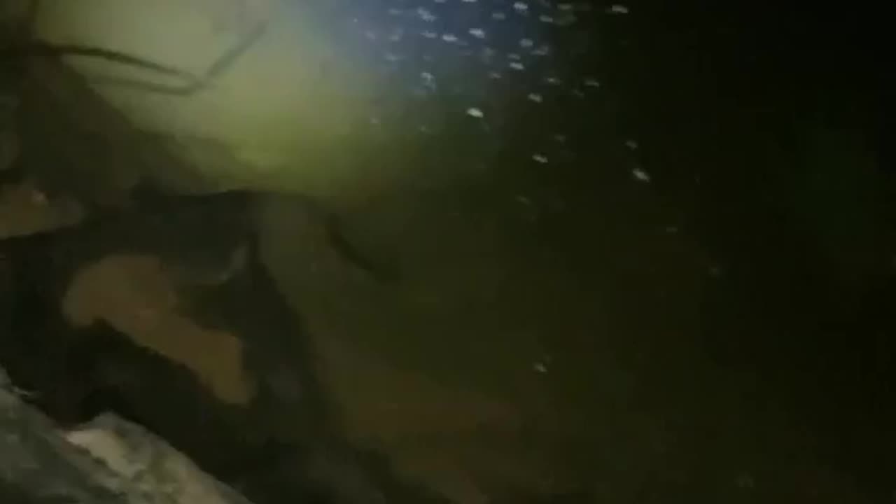 Fish at night